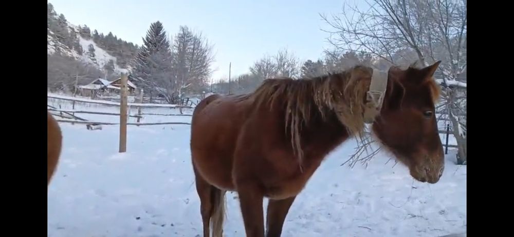 Төрт жасар айғыр сатылады
