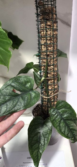 Monstera Dubia, siltepecana Alocasia