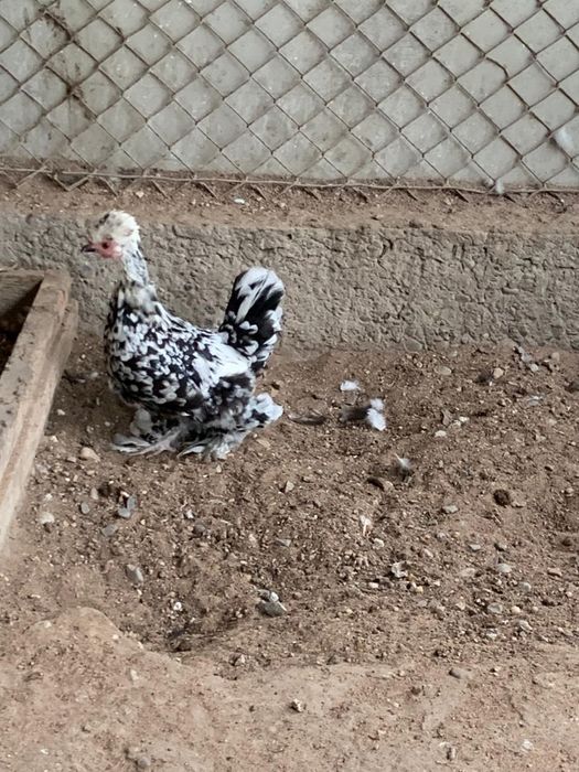 Японские карликовые