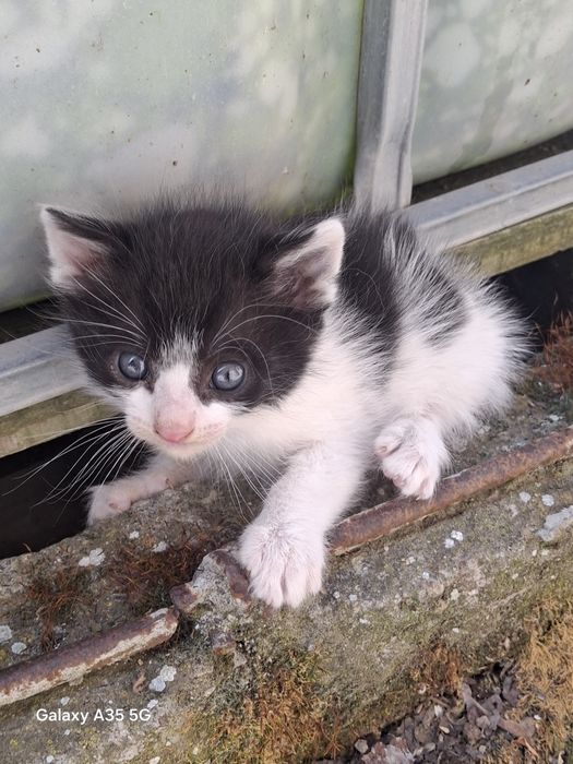 Подарявам котенца
