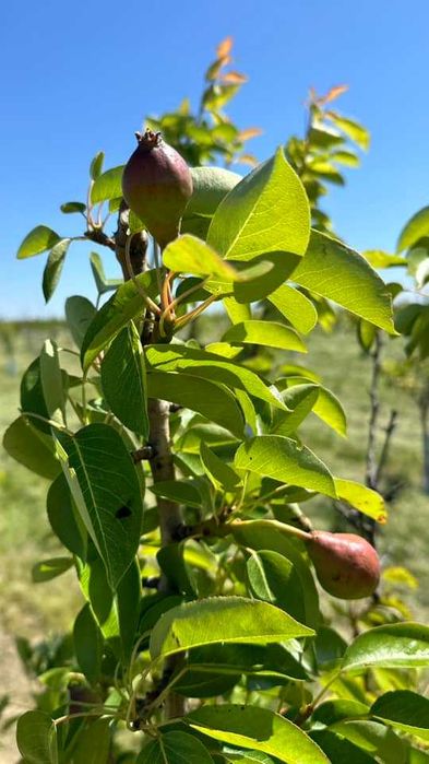 Продава се Земеделски имот в Варна, Лятно кино Тракия -  кв.м за 2084 €/дка - Снимка #6