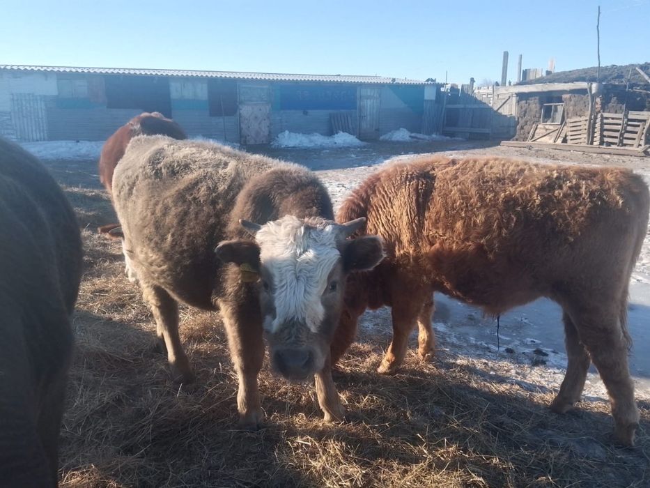 Еркек бұқа сатылады.