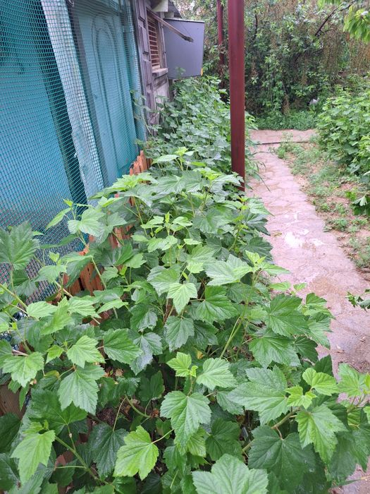 Продаю кусты красной смородины