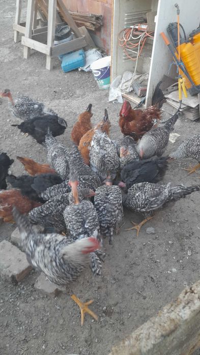 Vand pui de 7 luni