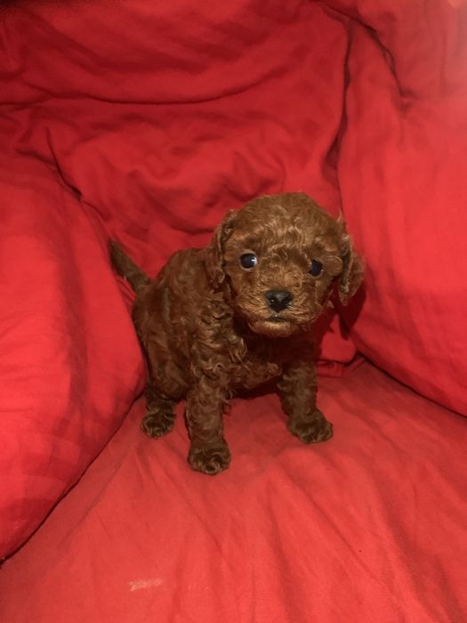 Pudel mini toy red