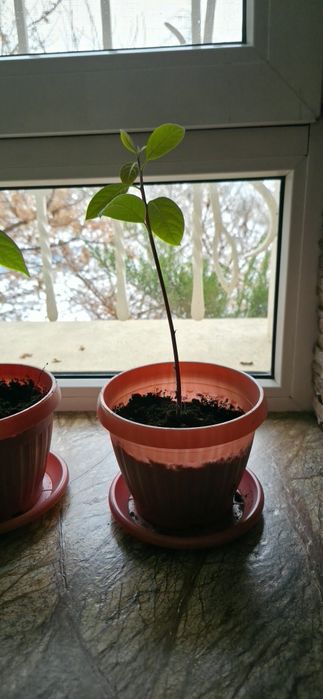 Авокадо саженцы  в горшках