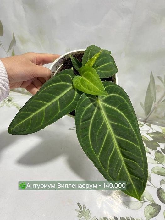 Калатеи, антуриумы и др