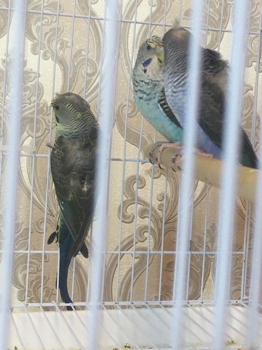 Papugay toti qush perevaznoy qora qanot