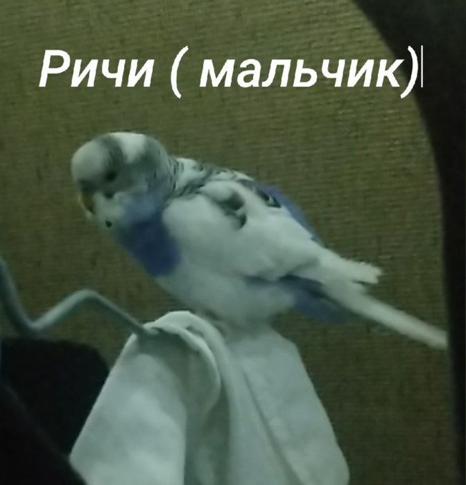 4 волнистика с клеткой