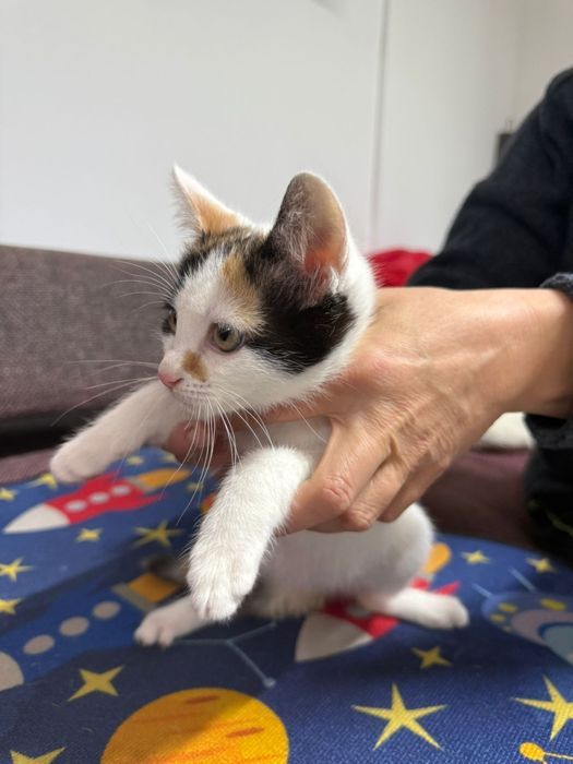 Donez pui de pisica, Gratuit