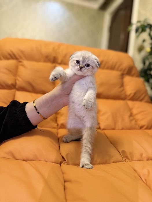 Toza zotli fold va strayt ayiqchalar sotuvga tayyor