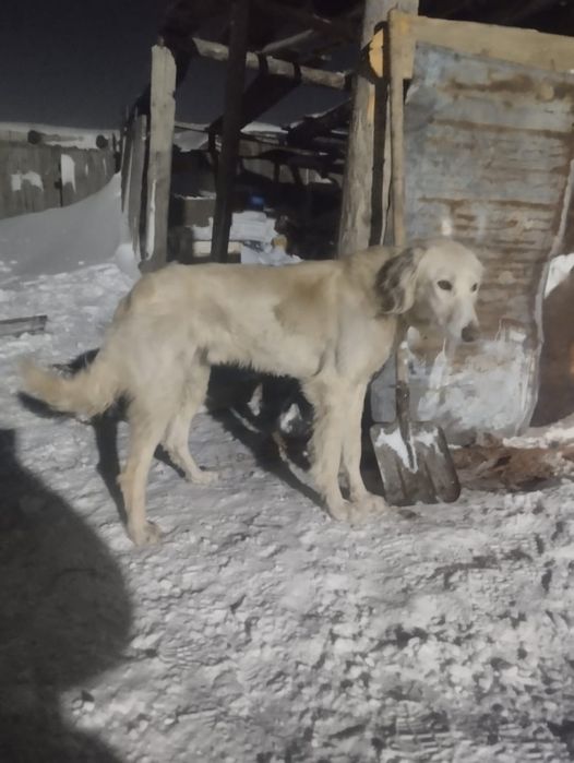 Дүрегей тазы дүрек  сатылады