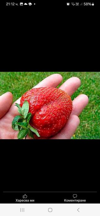 Продавам Разсад ягоди и малини