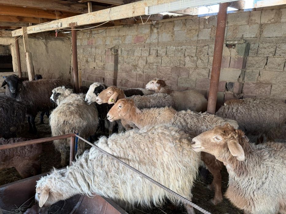 Кой сатылады козылы койлар