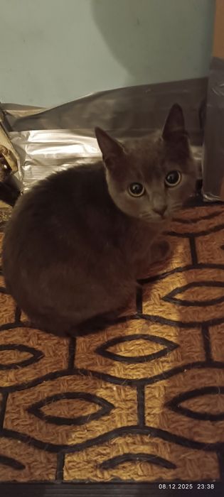 Подарявам две женски котки с британски гени на 1 и 2 години