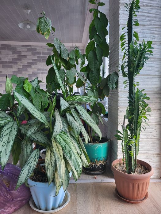 Растения для офиса и дома