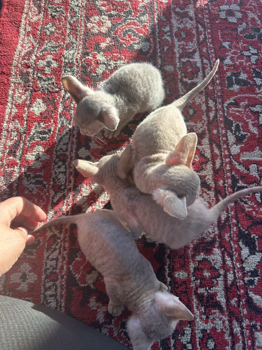 Котята 1,5 месяцев