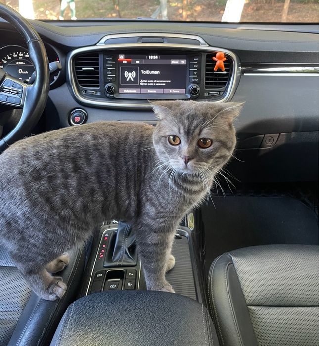 вязка кошки