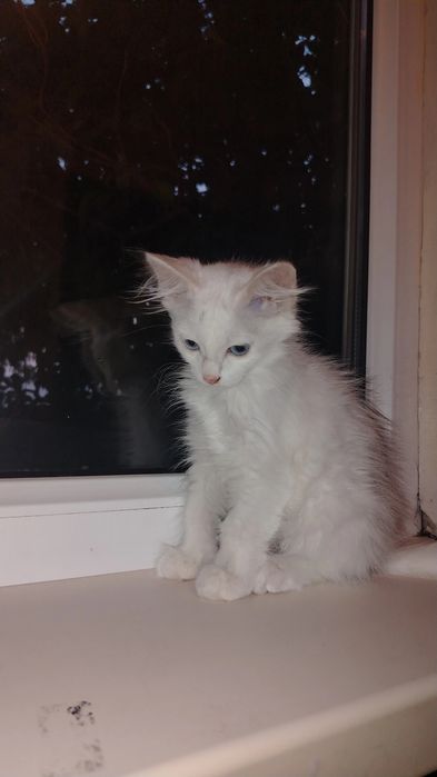 Отдам в добрые руки котёнка
