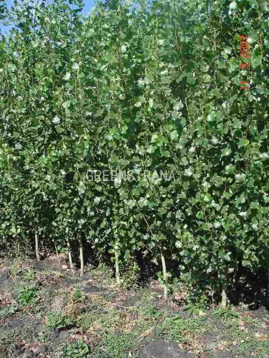 Саженцы вишни деревкое