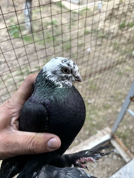 Голуби пара гульсар