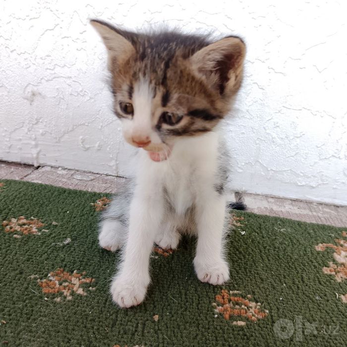 Кошка черно белый