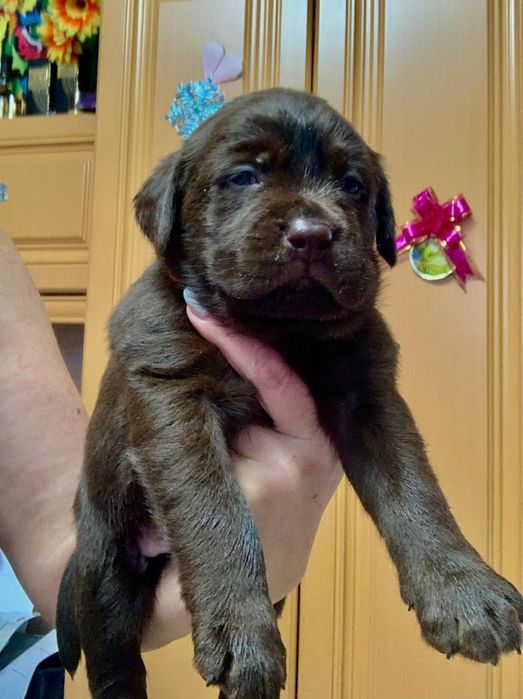 Щенки лабрадора ретривера