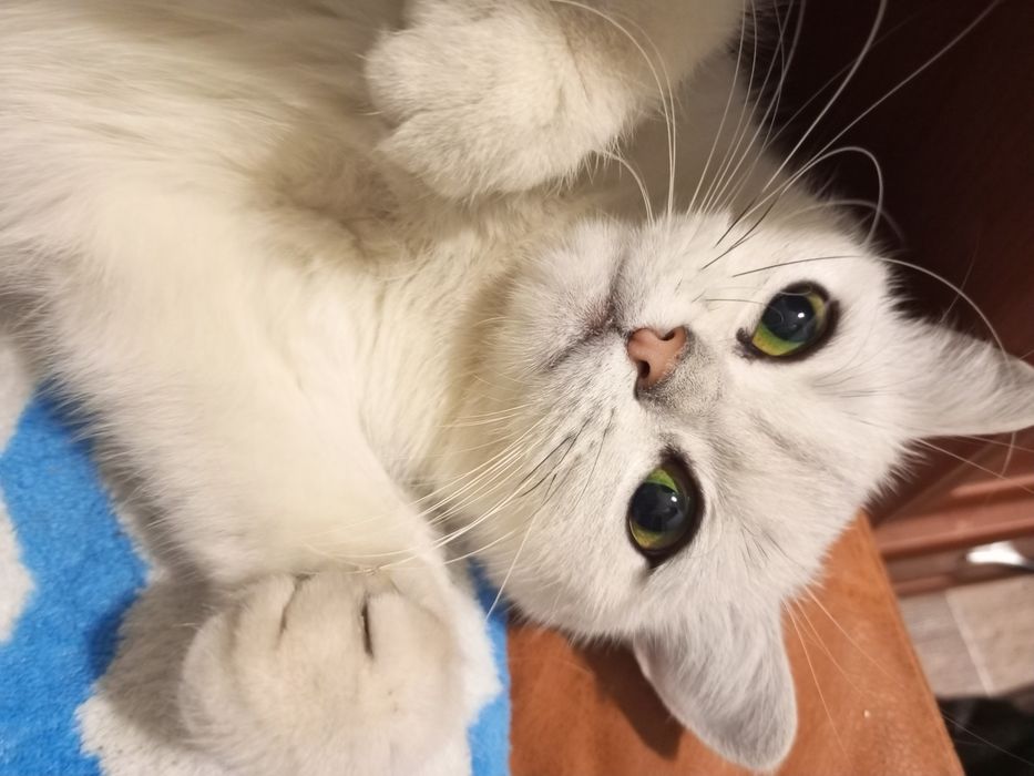 Серебристая шиншилла кошка