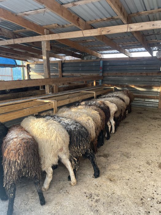 Қой тоқты бараны