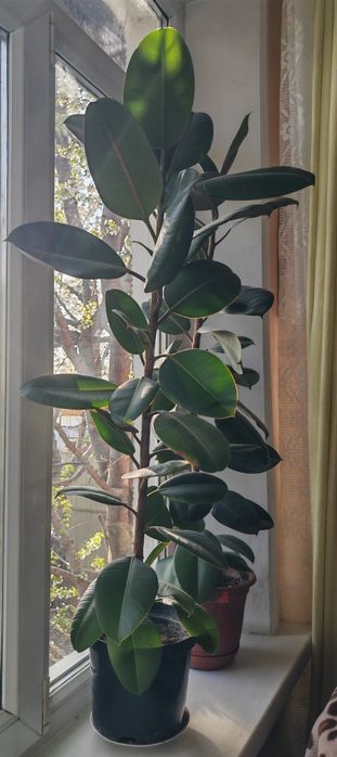 Фикус каучуконосный