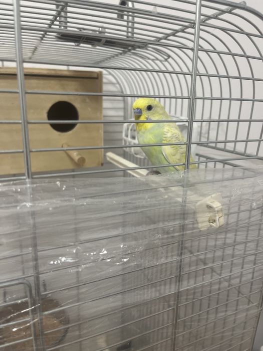 Papagali +colivie
