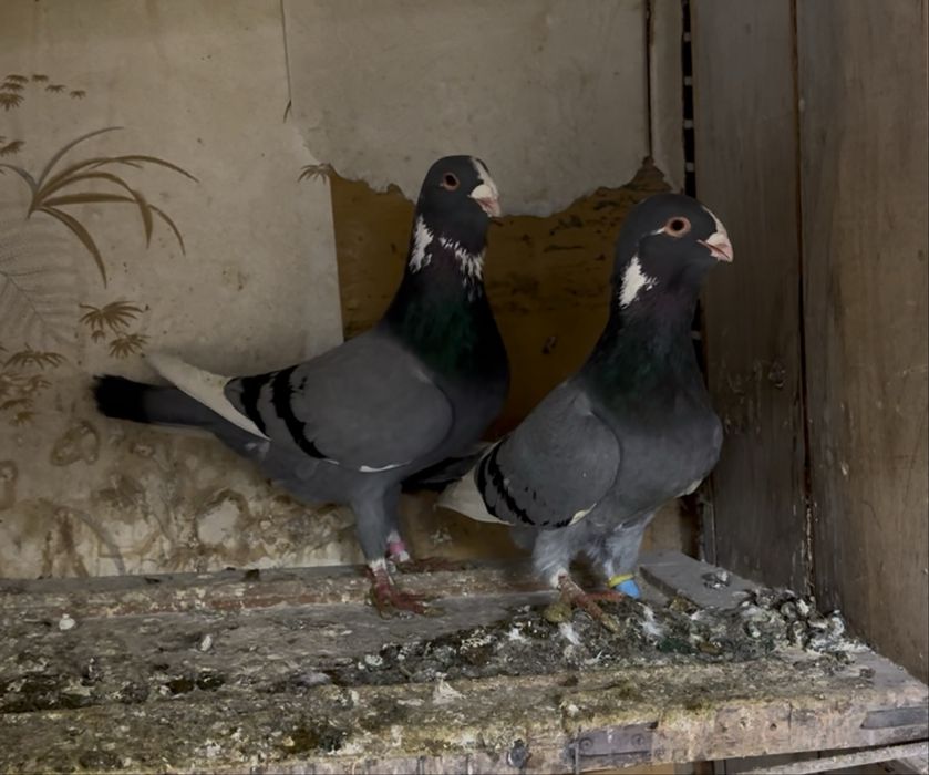 Терецкая Адана  !