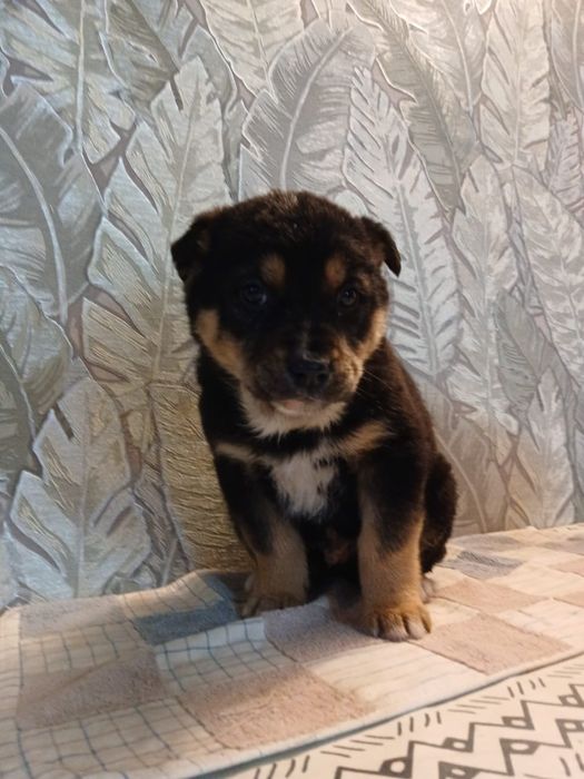 Отдам щенков в добрые руки