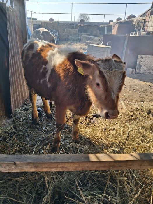 Продам скот корову и бычков