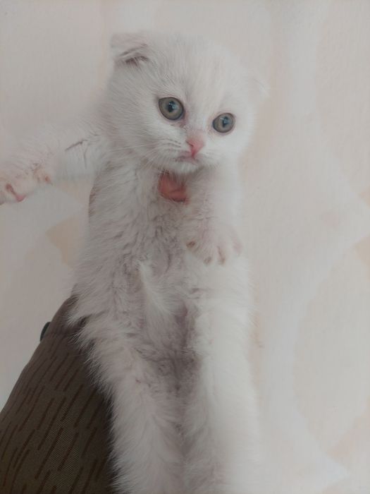 Скоттиш Фолд к,из бола 2 ойлик