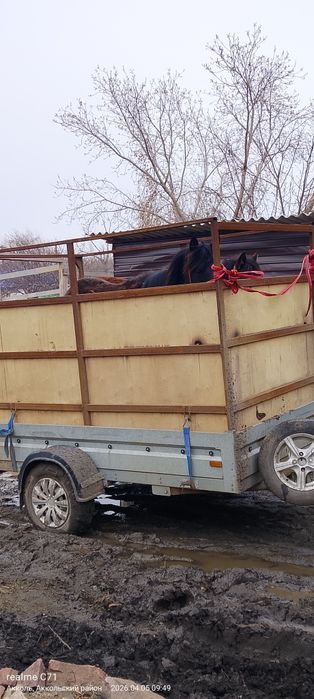 Перевозка скота, коневозка