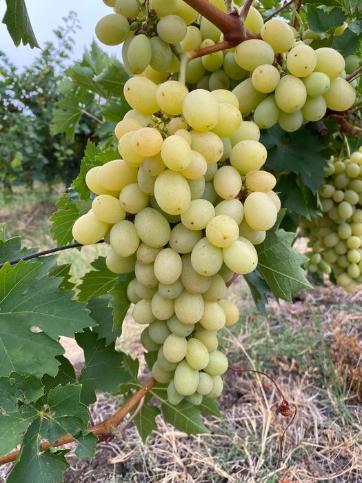 Продавам грозде Мерло,Памид и Брестовица