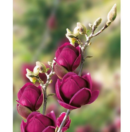 Magnolia Yello River