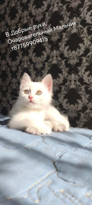 Котик в Добрые руки