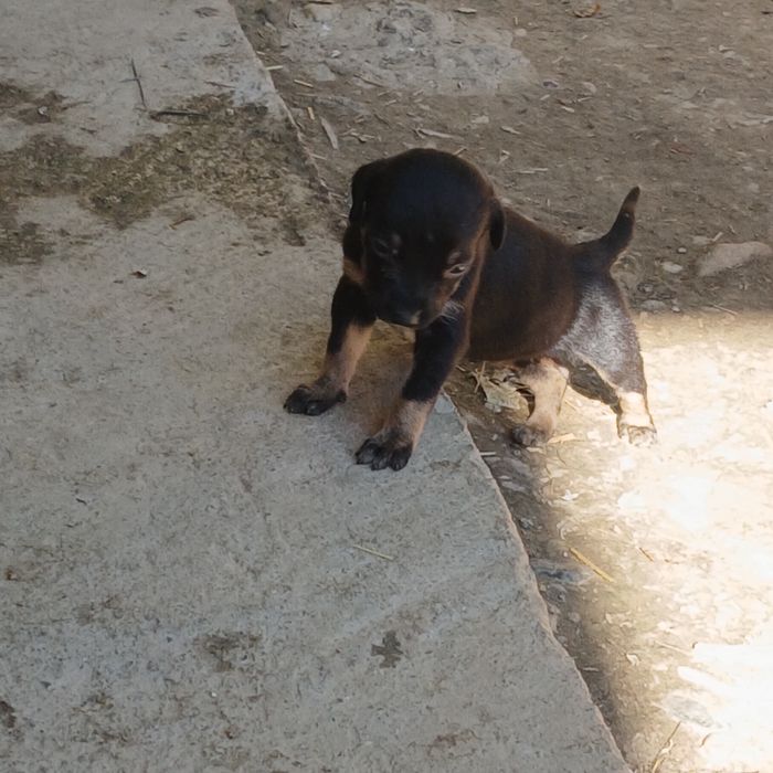 10 cățeluși drăgălași și jucăuși își caută famile.Au 4 săptămâni, provin din rasa Copoi Ardelenesc. Menționez că cățeluși nu sunt rasă pură.Adoptie!