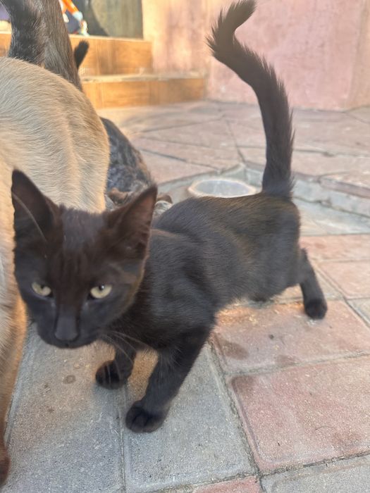 Кашка с котятами