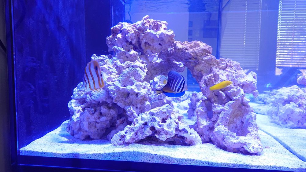 Морски аквариум RED SEA DELUX 425