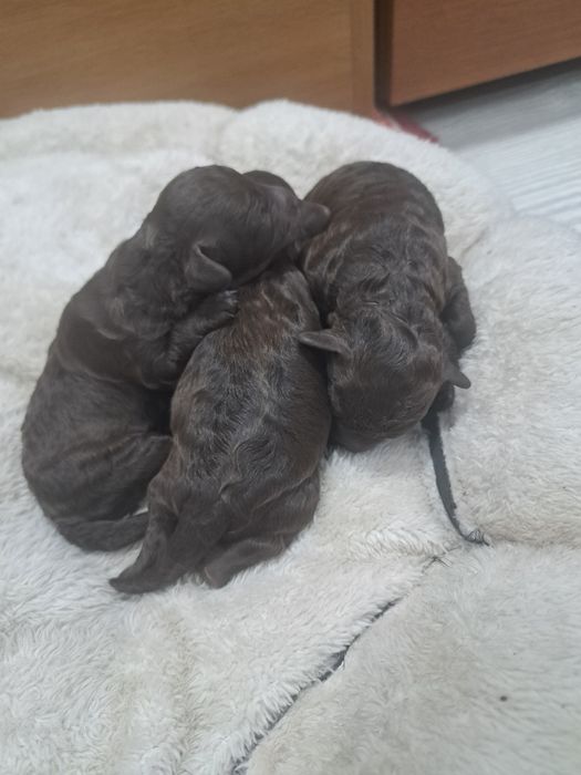 Той пудел шоколад