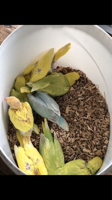 Papagali vorbitori Micul Alexandru pui blanzi Alexander