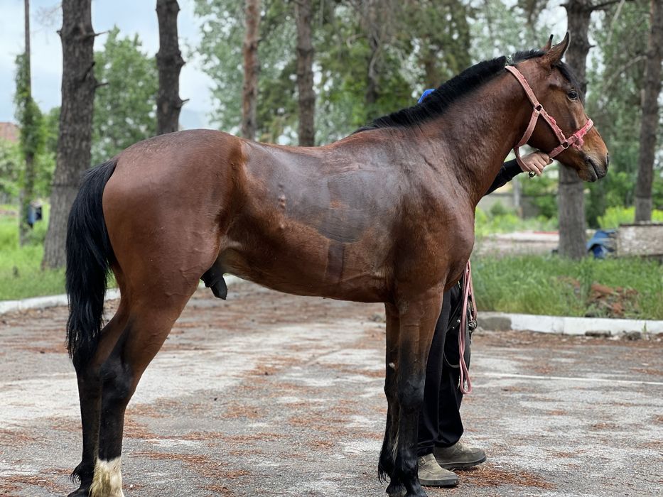 Лошадь жеребчик айгыр жеребец