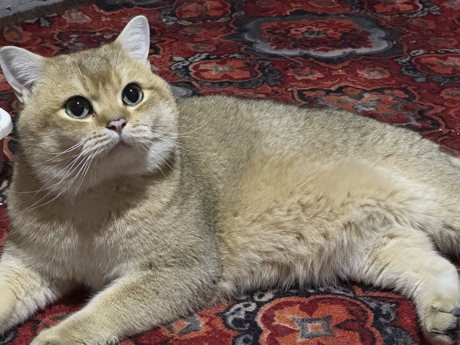 Британская золотая Шиншилла. Вязка, Жуфтлашиш