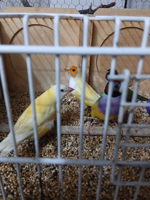 Продавам гулдови папагалови и други амадини