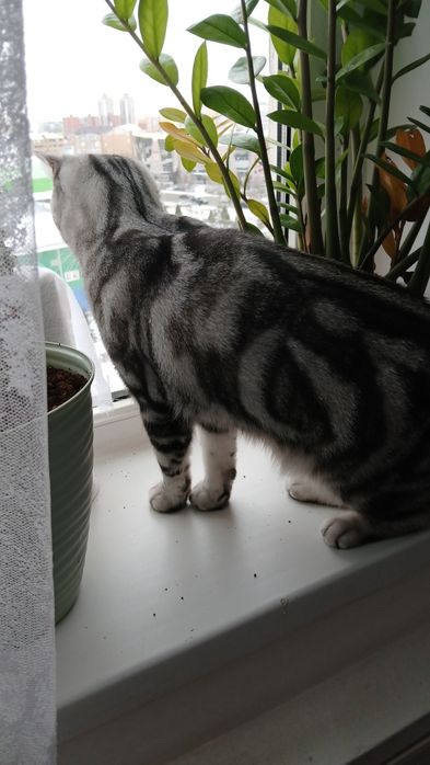 Отдам в добрые руки