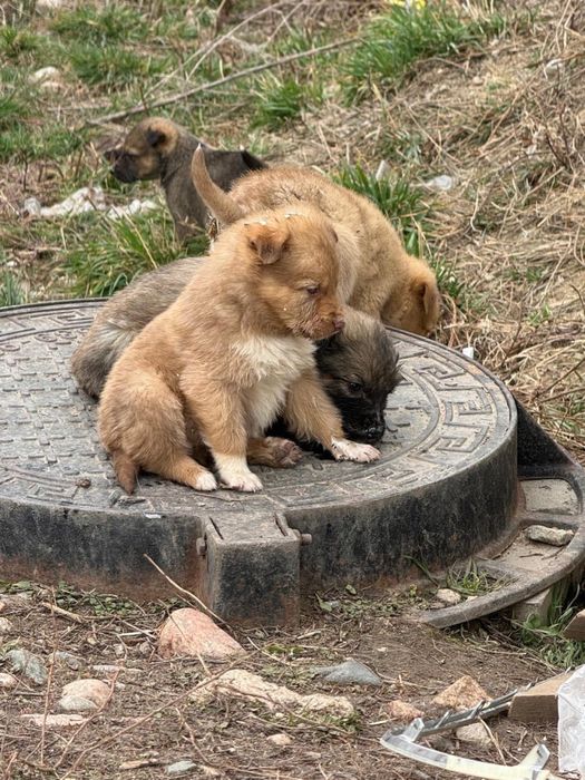 Отдам щенков даром