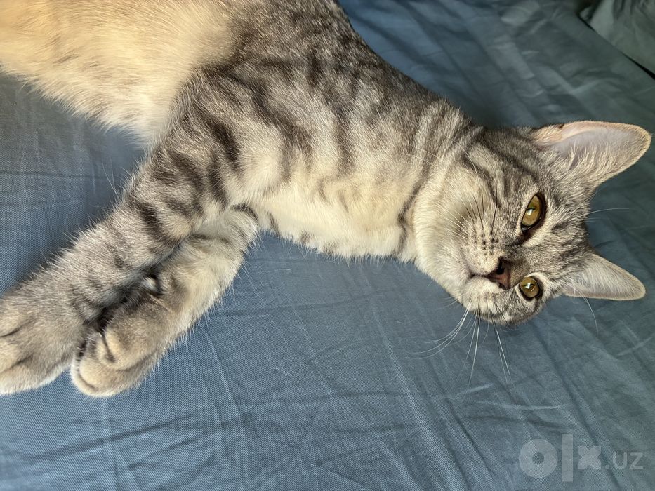 Срочно продам котенка с закрытом лотком
